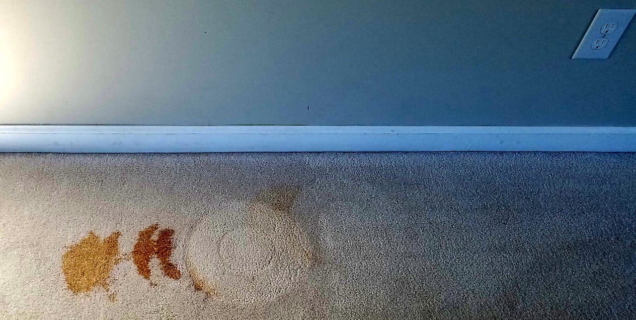 Plant stain before