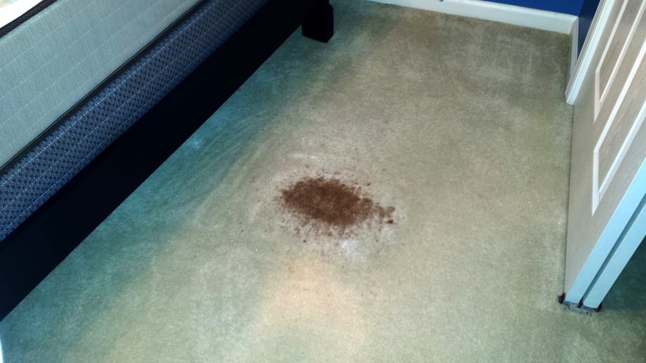 Pet accident before
