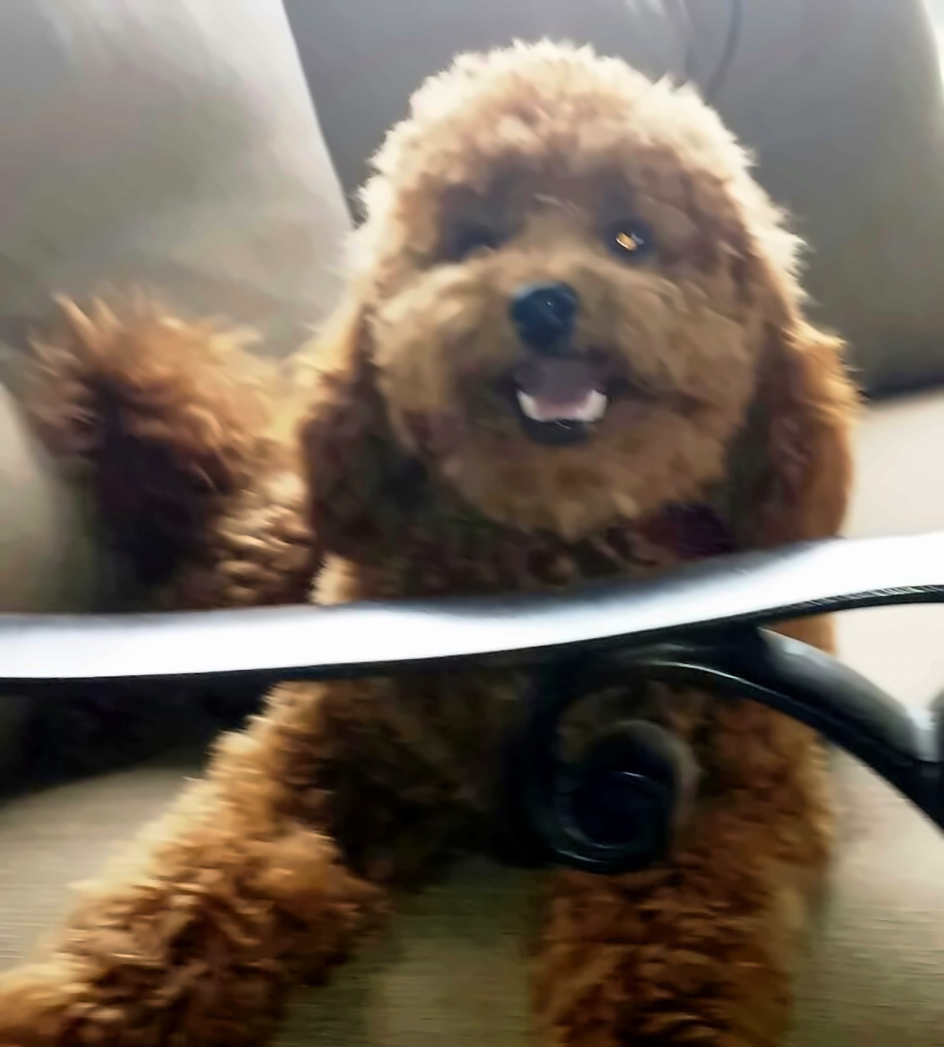 A customer's dog supervising the job
